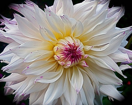 Dahlia 'Crazy Love'