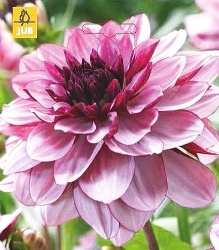 Dahlia 'Creme de Cassis'
