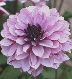 Dahlia 'Creme de Cassis'