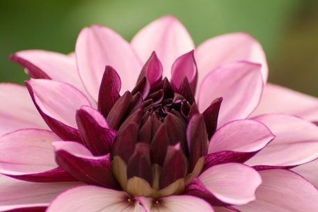 Dahlia 'Creme de Cassis'