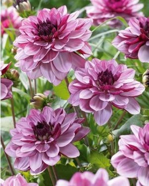 Dahlia 'Creme de Cassis'