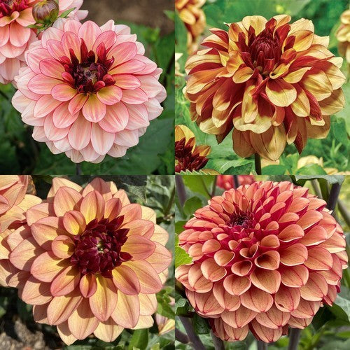 Dahlia 'Creme de Cognac'