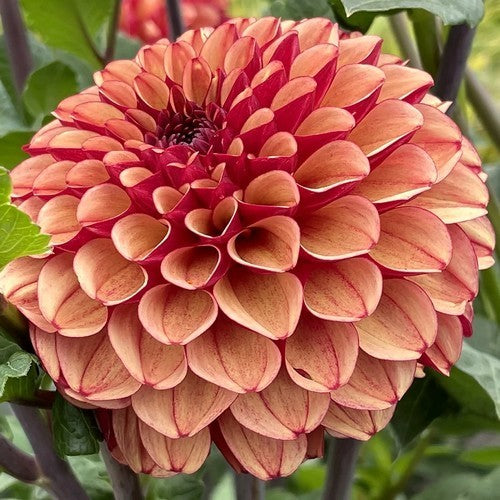 Dahlia 'Creme de Cognac'