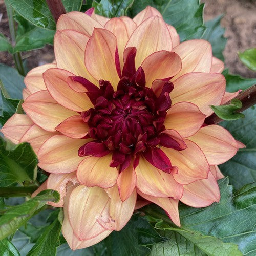 Dahlia 'Creme de Cognac'