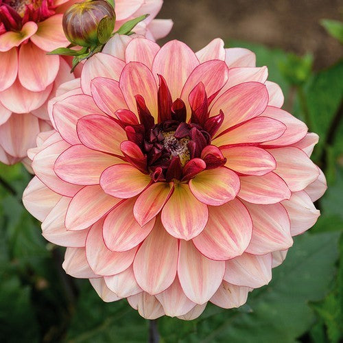 Dahlia 'Creme de Cognac'