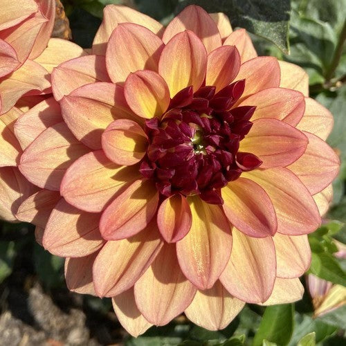 Dahlia 'Creme de Cognac'
