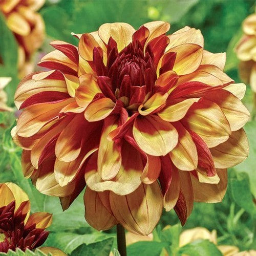 Dahlia 'Creme de Cognac'