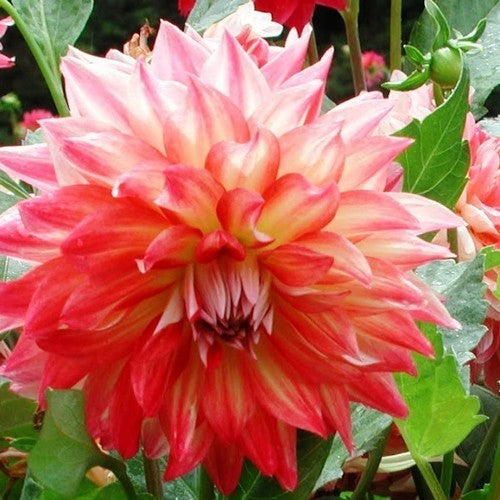 Dahlia 'Dazzling Magic'