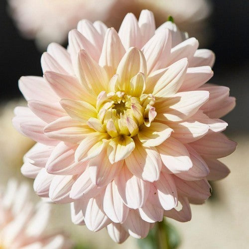 Dahlia 'Diana'S Memory''