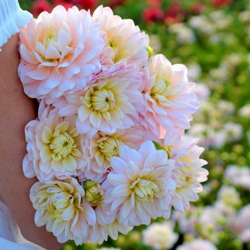 Dahlia 'Diana'S Memory''