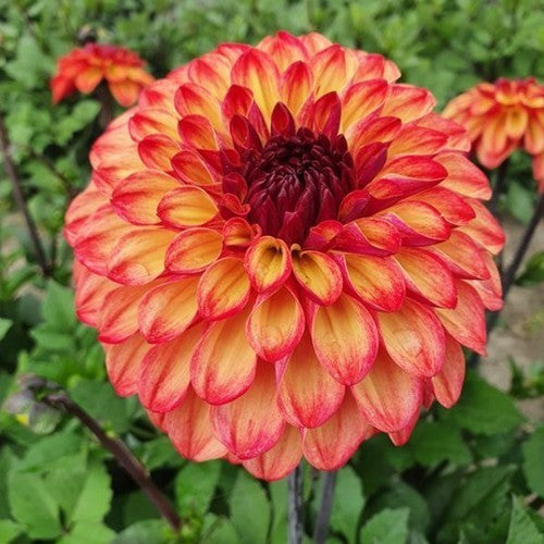 Dahlia 'Ding A Dong'