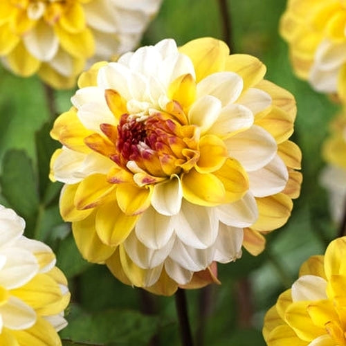 Dahlia 'Double Jill'