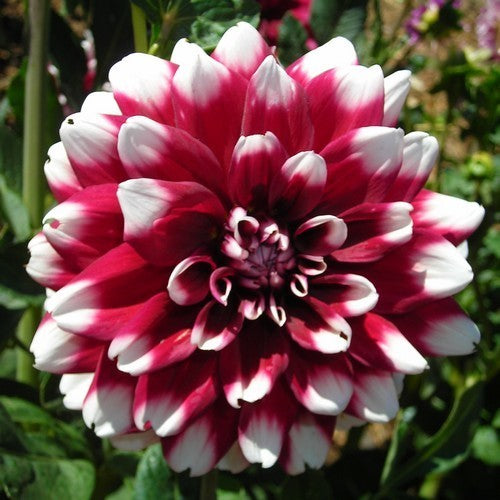 Dahlia 'Duet'