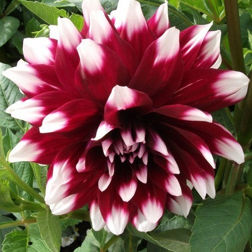 Dahlia 'Duet'