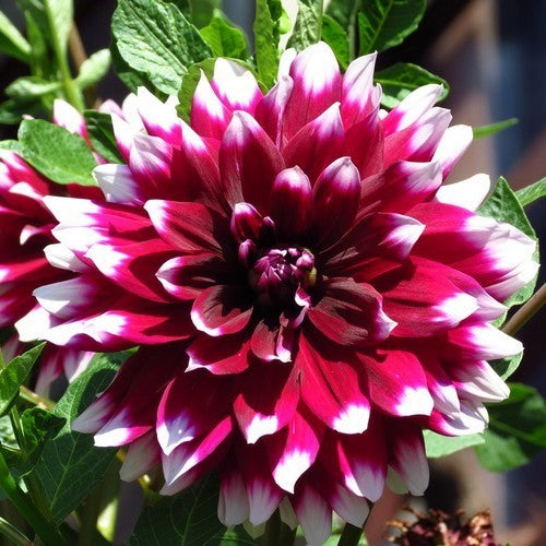 Dahlia 'Duet'