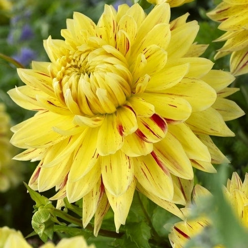 Dahlia 'English Breakfast' / 'Cambridge'
