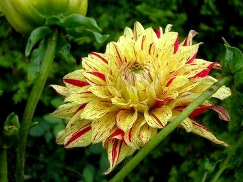 Dahlia 'English Breakfast' / 'Cambridge'