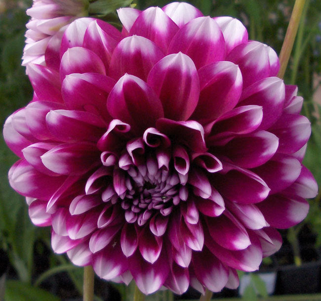 Dahlia 'Edinburgh'