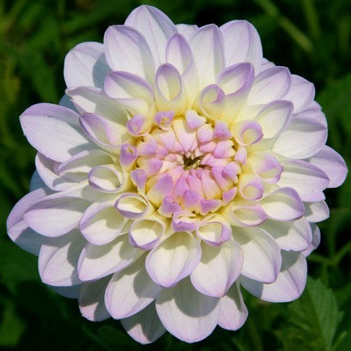 Dahlia 'Eveline'