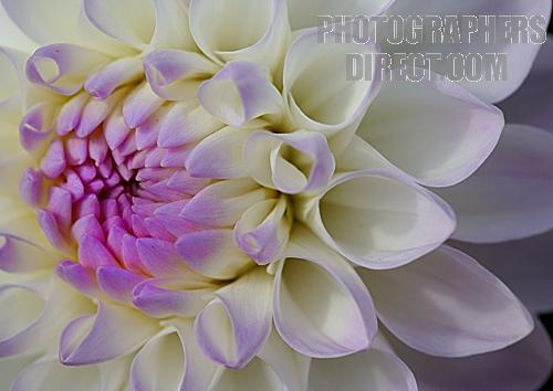 Dahlia 'Eveline'