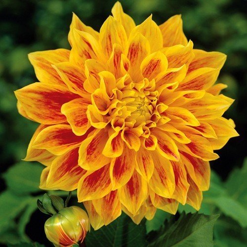 Dahlia 'Explosion'
