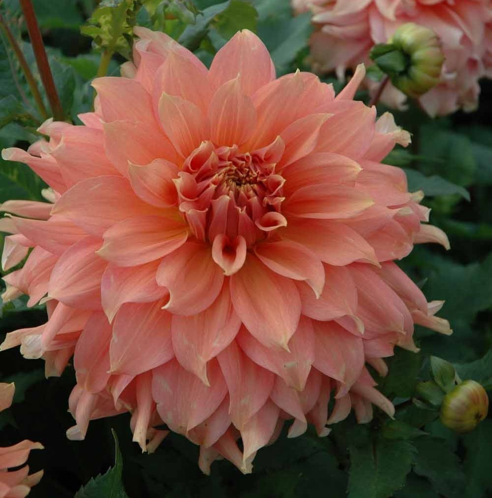 Dahlia 'Fairway Spur'