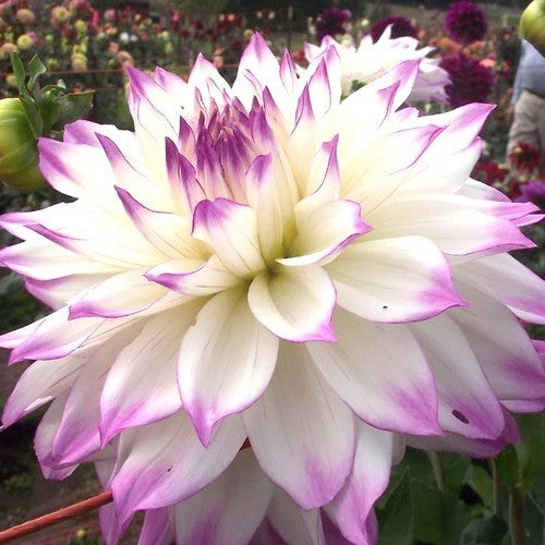 Dahlia 'Ferncliff Illusion'