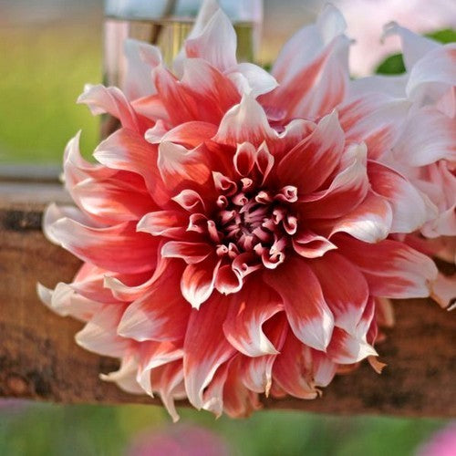 Dahlia 'Frost Nip'