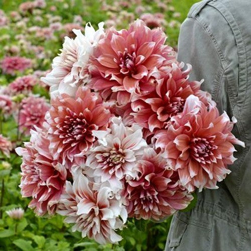 Dahlia 'Frost Nip'