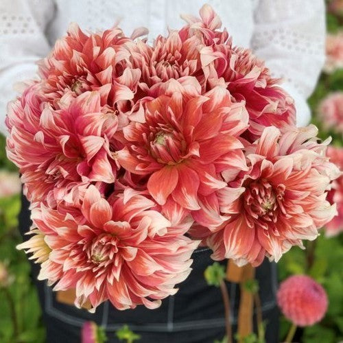 Dahlia 'Frost Nip'