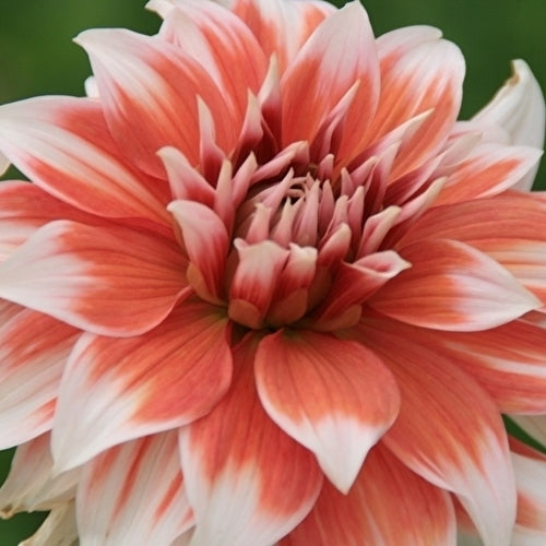 Dahlia 'Frost Nip'