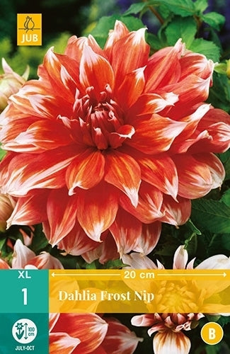Dahlia 'Frost Nip'