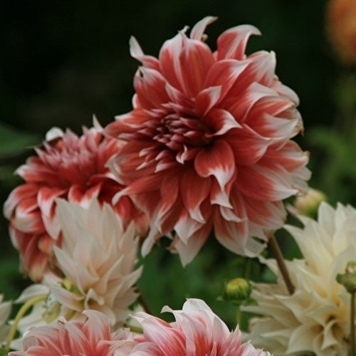 Dahlia 'Frost Nip'