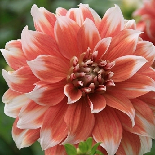 Dahlia 'Frost Nip'
