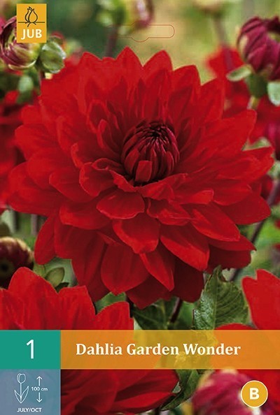 Dahlia 'Garden Wonder' / 'Arnhem'