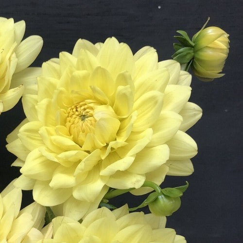 Dahlia 'Glory of Heemstede'