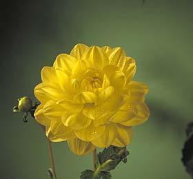 Dahlia 'Glory of Heemstede'