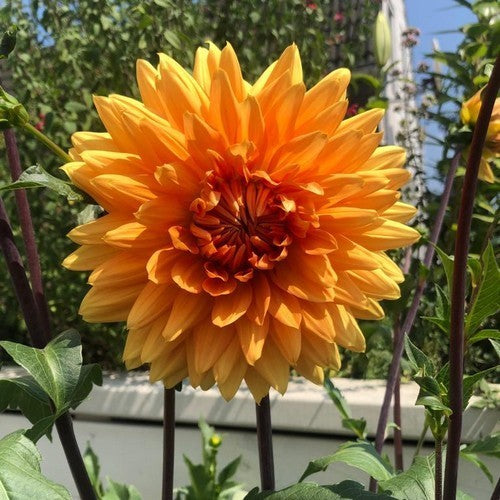 Dahlia 'Glory of Noordwijk'
