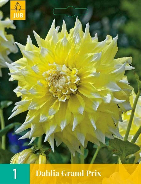 Dahlia 'Grand Prix'