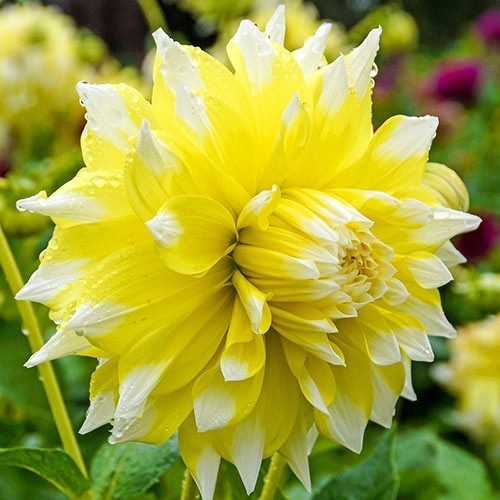 Dahlia 'Grand Prix'