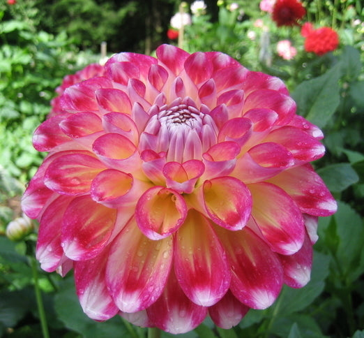Dahlia 'Hawaii'