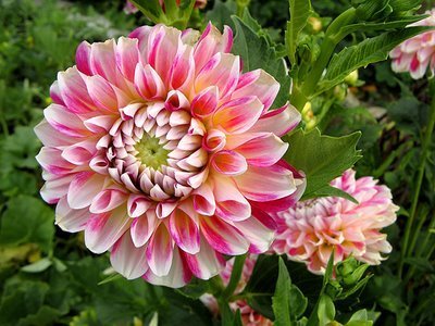 Dahlia 'Hawaii'