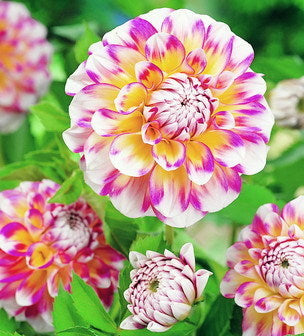 Dahlia 'Hawaii'