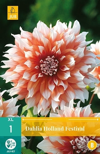 Dahlia 'Holland Festival'
