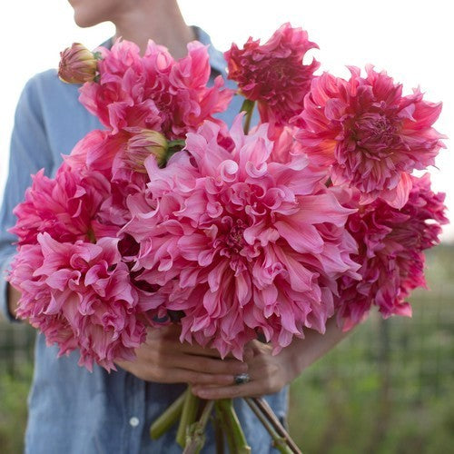 Dahlia 'Islander'