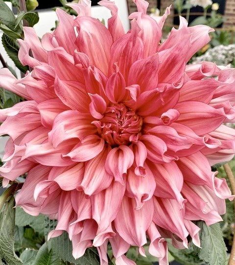 Dahlia 'Islander'