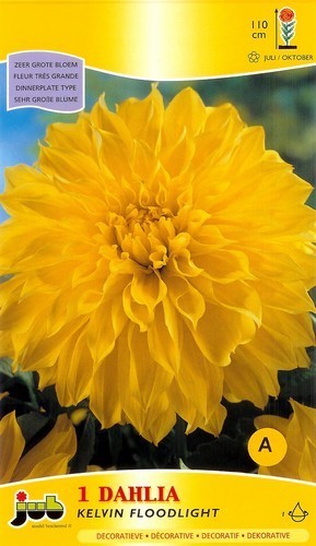 Dahlia 'Kelvin Floodlight'