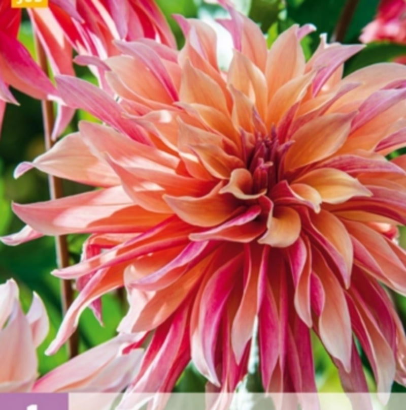 Dahlia 'Labryrinth'