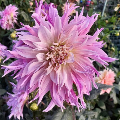 Dahlia 'Labyrinth Two Tone'