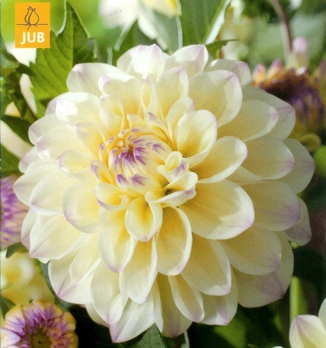 Dahlia 'Lake Carey'
